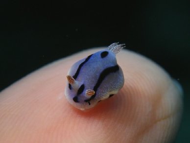 AlexKushnareva's tweet photo. @MaureenBug A cute nudibranch just for you :) https://t.co/HhjCxQywn4