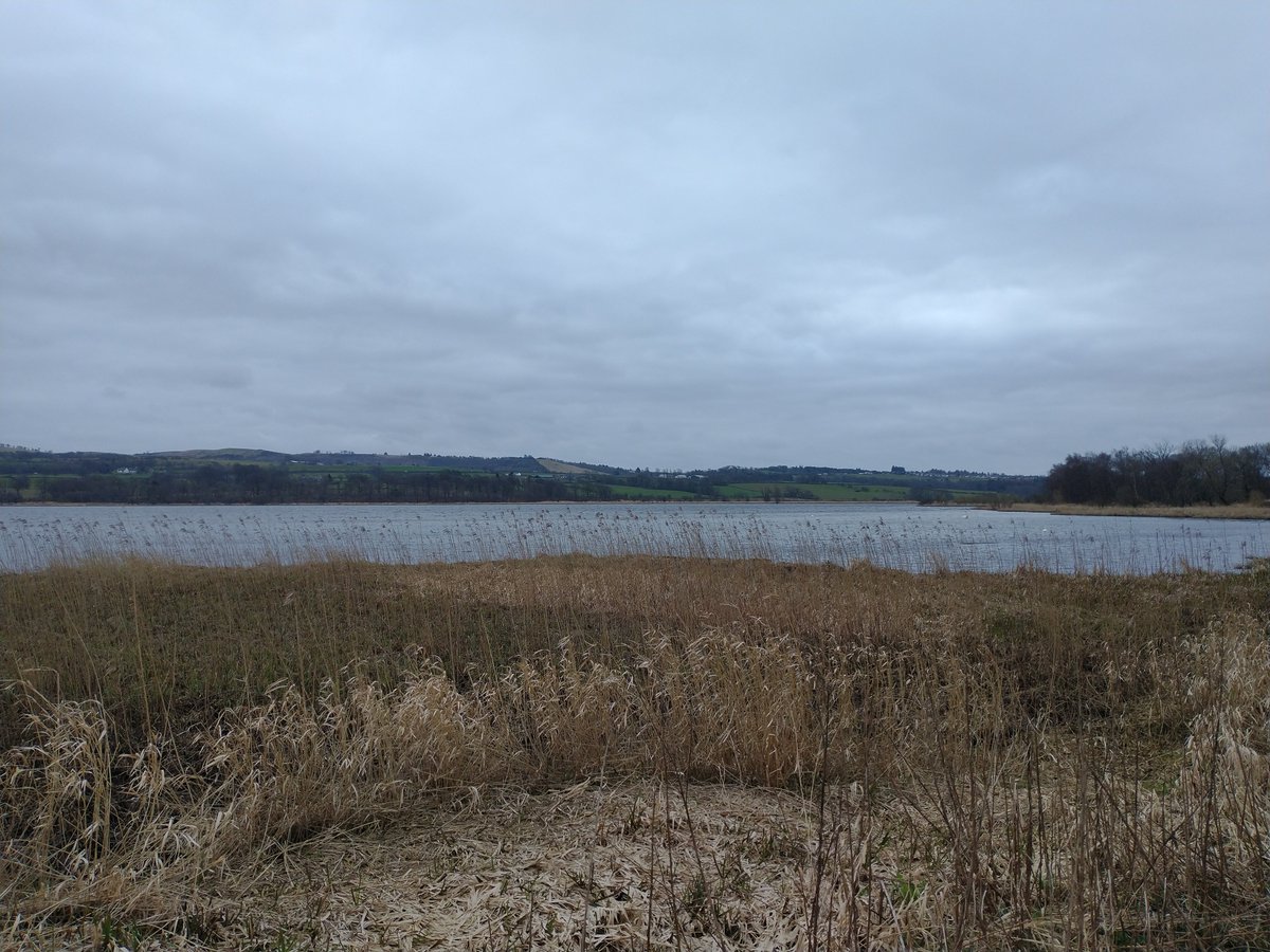 Up early today for 2021's first breeding #bird #survey at <a href="/RSPBLochwinnoch/">RSPB Lochwinnoch</a>. 34 species (not all breeding) at Barr #Loch inc. lapwing, cormorant, treecreeper, goldcrest + many more