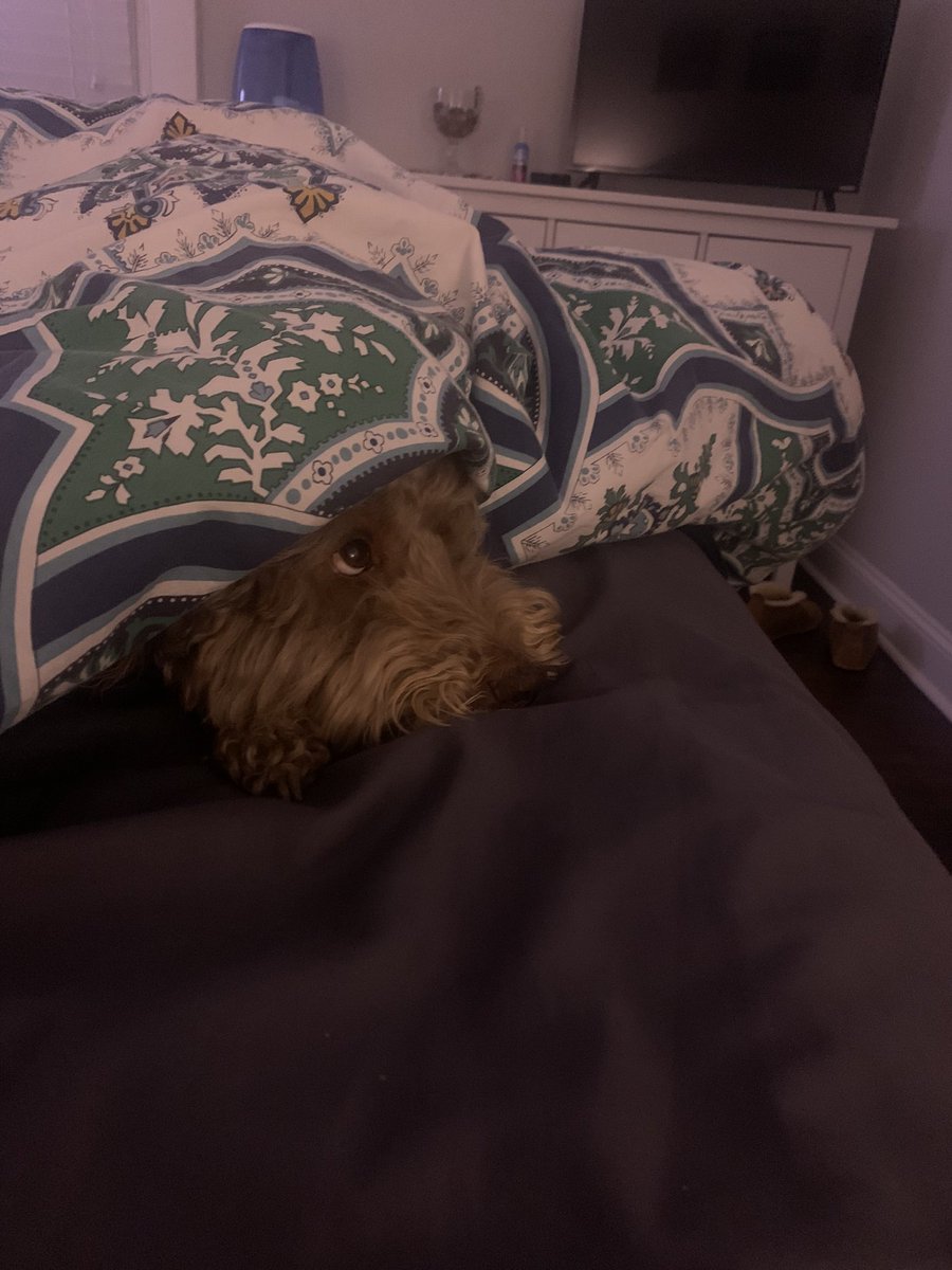 ZachRVA's tweet photo. @dog_rates https://t.co/FcXvkt93Wy
