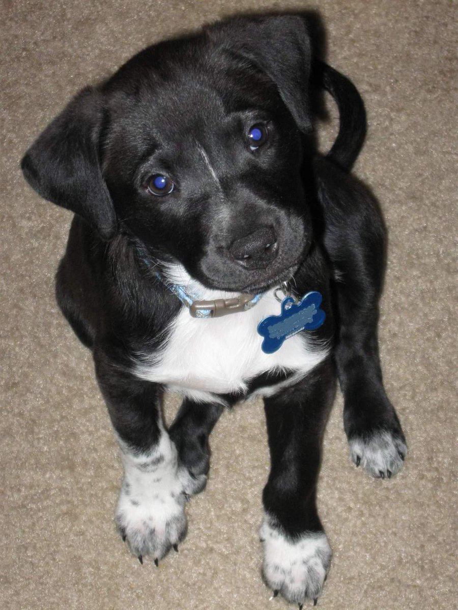 Lisa_s_d's tweet photo. @dog_rates Tyson at 6 weeks, 9 weeks and 10 years ❤🐾 https://t.co/xTP9yckhpR