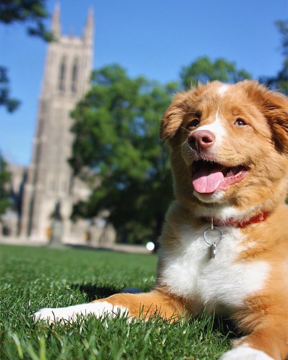 DurhamNC's tweet photo. We've got some very cute puppies here in Durham 🐶 #NationalPuppyDay https://t.co/9iChkyRlxF