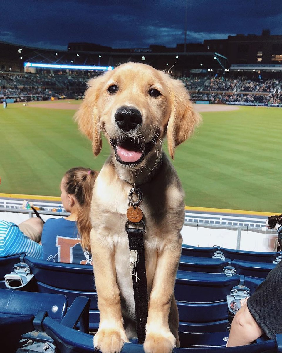 DurhamNC's tweet photo. We've got some very cute puppies here in Durham 🐶 #NationalPuppyDay https://t.co/9iChkyRlxF