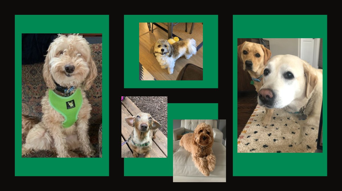 NRECANews's tweet image. Today is #NatioalPuppyDay! Here are a few of our favorite co-op pups. To help us celebrate man&apos;s best friend, add your puppy in the comments ⬇️.