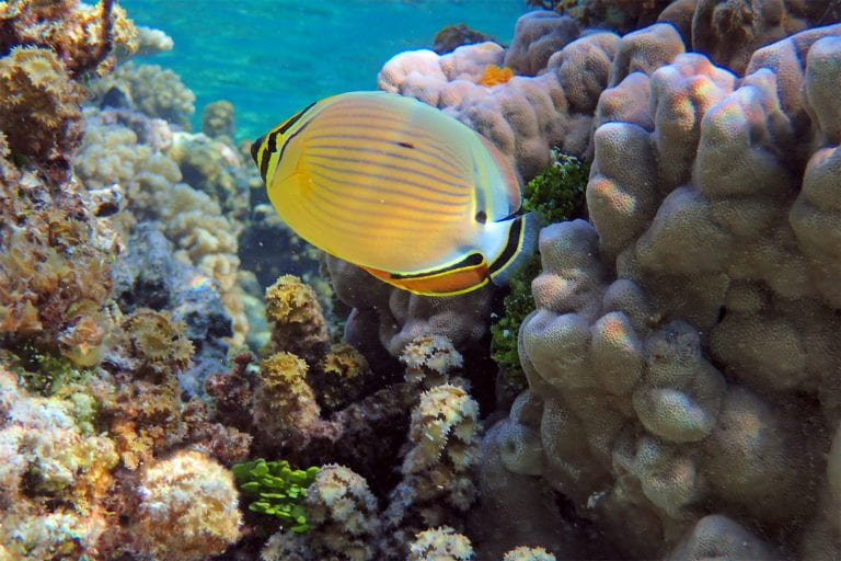 Very excited about this #PressRelease about our work on the #dispersal of #coral #symbionts by coral #predators. #coralreefs news.rice.edu/2021/03/23/cor… youtube.com/watch?v=mDQZU4…