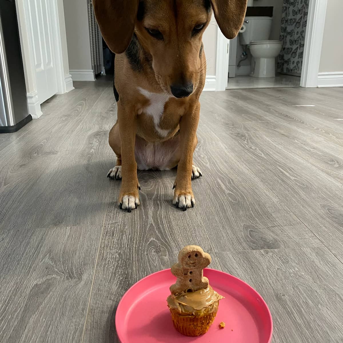 gmz121's tweet photo. @dog_rates Ruby my rescue beagle mix waiting for her birthday cupcake https://t.co/9MCcmcQXOY