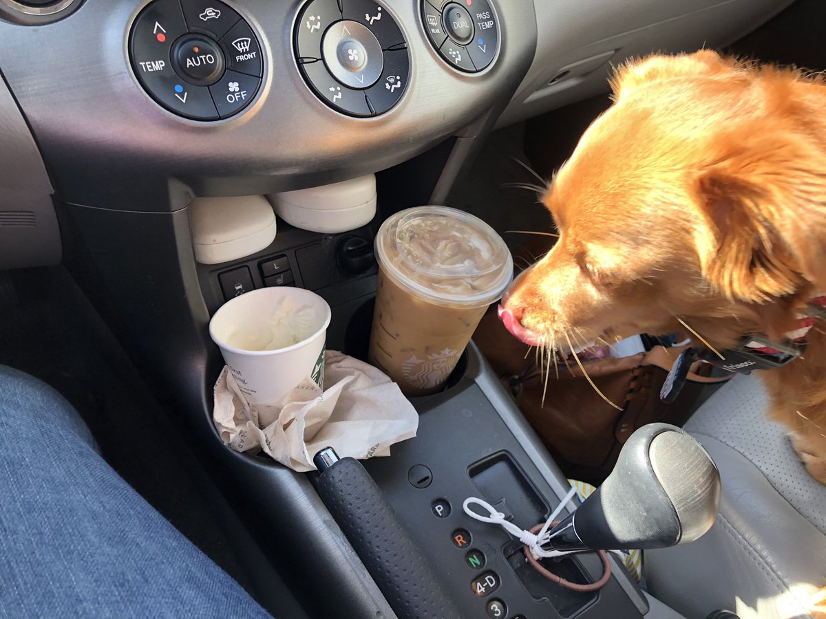 JennieLynn16's tweet photo. @dog_rates https://t.co/fyeagUhpm8