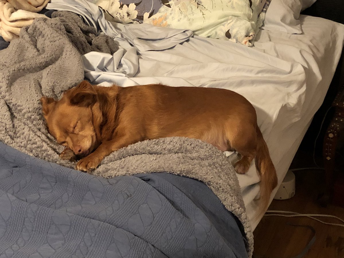 JennieLynn16's tweet photo. @dog_rates https://t.co/fyeagUhpm8