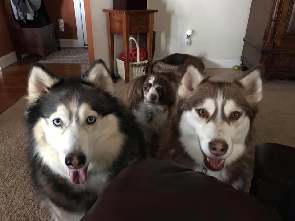 KC231614's tweet photo. @TheAceTJShow Sapphire, Frodo and Ruby https://t.co/fGXVDjb9oL