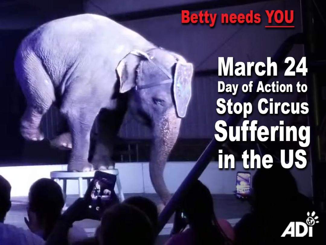 anki4ani's tweet photo. #StopCircusSuffering❗ #Chainfree2021 #SaveAllElephants https://t.co/7hmiqBvF62
