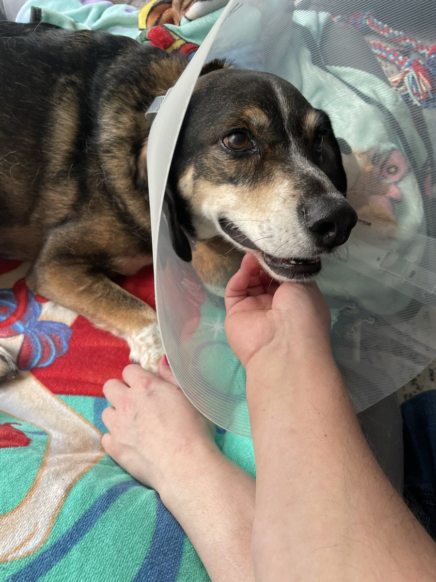 BritinMCO's tweet image. #onthemend #pleasesendgoodvibes #dog #surgery