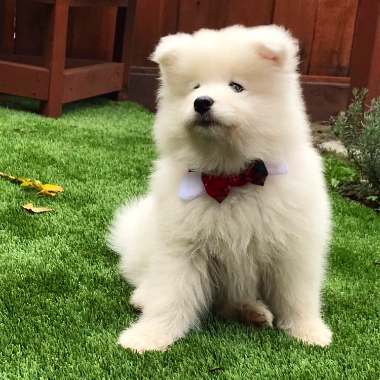 juthikad's tweet photo. @dog_rates @dog_rates here's the dapper pupper ready to celebrate #NationalPuppyDay! 😊

(IG: shirothecloud) https://t.co/hg333bk0Qh