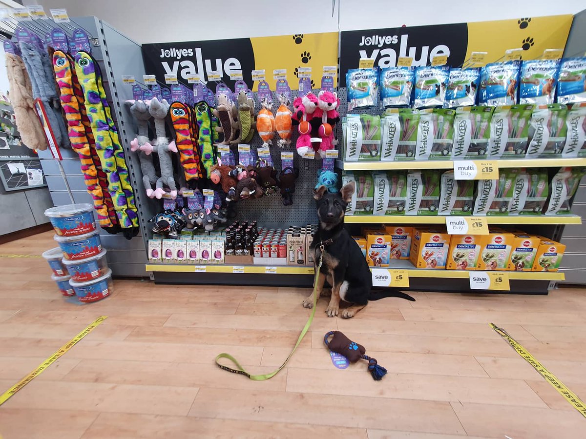 K9_Core's tweet photo. Two of our TPD puppies from the #hundenkraft S and U litter, some.learnibg and some socialisation for them both #pup2pd https://t.co/ADpxXzUcw9