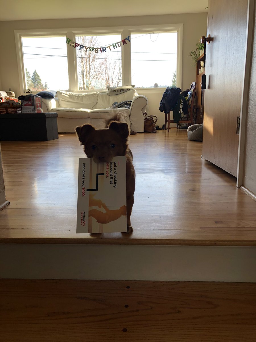 JennieLynn16's tweet photo. @dog_rates Mail delivery!! https://t.co/t5RLQwjLwM