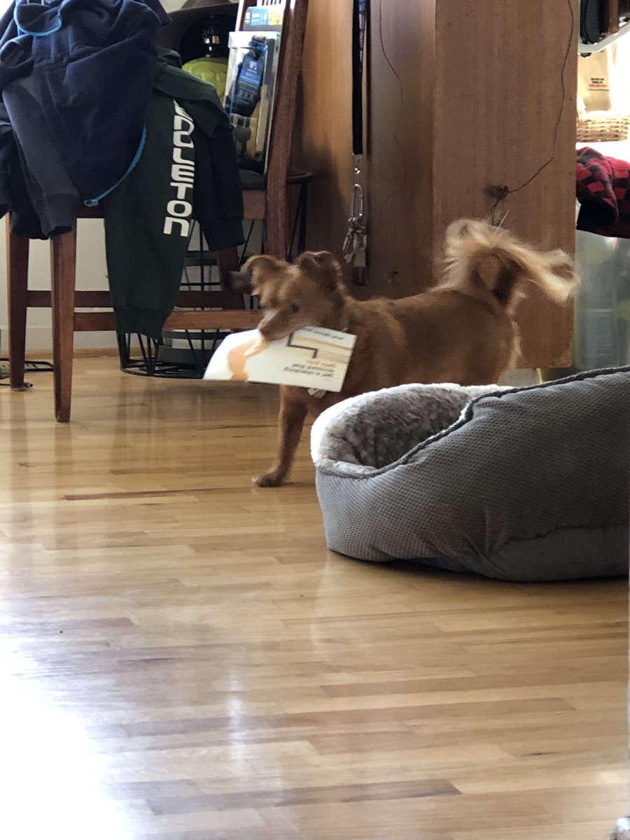 JennieLynn16's tweet photo. @dog_rates Mail delivery!! https://t.co/t5RLQwjLwM