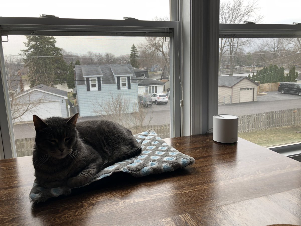 Cryptohex's tweet photo. Office buddy! https://t.co/u8Lg3yY6vu