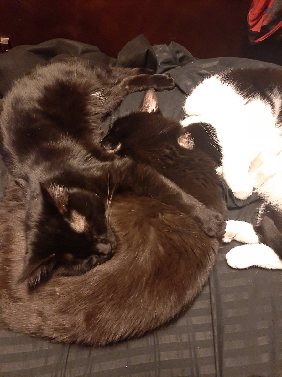 Mega_LXIV's tweet photo. Cuddle puddle of the day https://t.co/rUGgnbVt7p