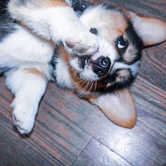 PAVGOD's tweet photo. In honor of #NationalPuppyDay, for every 50 RT’s I’ll post a new puppy picture of Pavlov &amp; Maslow. Here’s some to start: https://t.co/7dAs4XsH95
