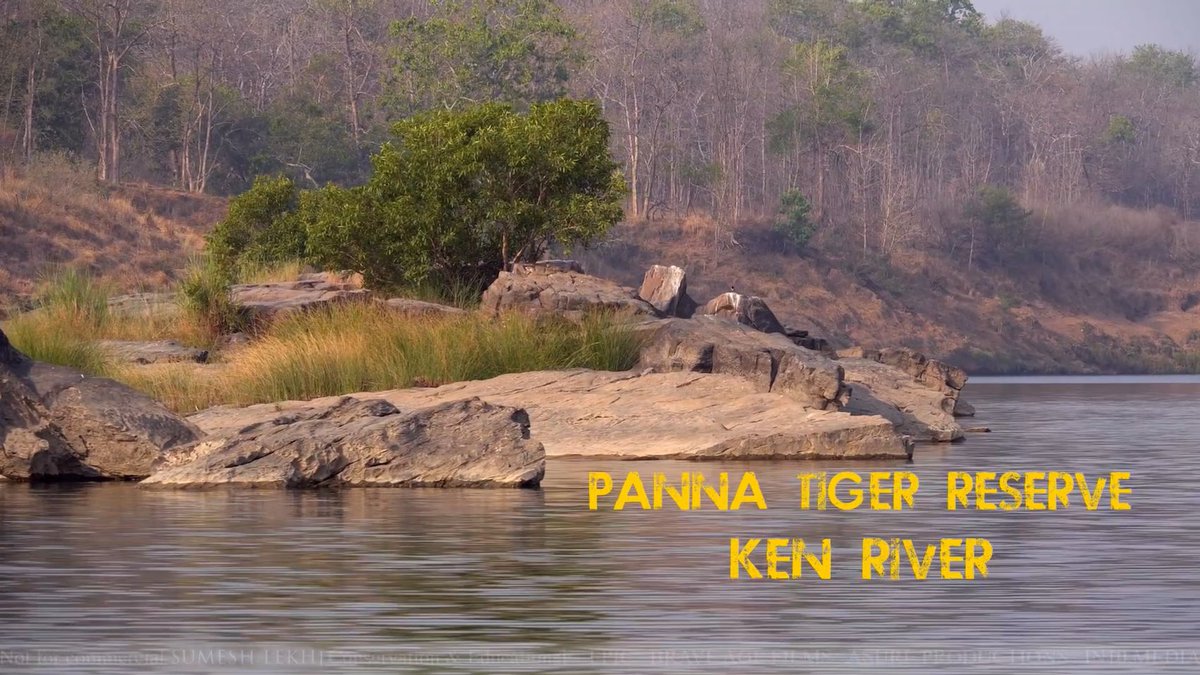 sumeshlekhi's tweet photo. DearMr @narendramodi, with unprecedented advance in technology&amp;vision/wisdom of many proud Indian experts hope #savepanna #savekenriver. Ancient habitat/endangered species/11000 ha of Pannalandscape/23 lacs ancient forest trees could be lost.@vivek4wild @smritiirani  @ShefVaidya https://t.co/vVb6GOTjUX