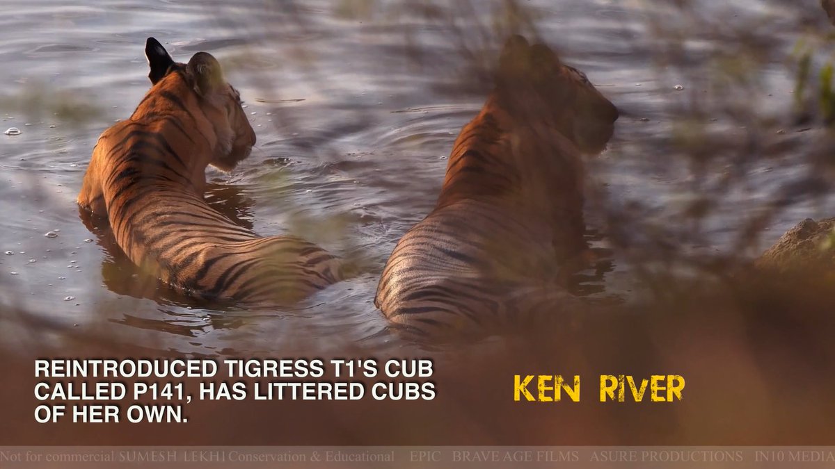 sumeshlekhi's tweet photo. DearMr @narendramodi, with unprecedented advance in technology&amp;vision/wisdom of many proud Indian experts hope #savepanna #savekenriver. Ancient habitat/endangered species/11000 ha of Pannalandscape/23 lacs ancient forest trees could be lost.@vivek4wild @smritiirani  @ShefVaidya https://t.co/vVb6GOTjUX