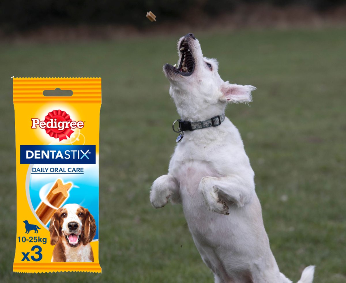 anja_micha's tweet photo. Werbung - kostenloser Produkttest:
Dank #trnd und #pedigree durfte Easy die Dentastix testen.
Das Ergebniss ist wie immer hier:
https://t.co/HOAXgFAXBZ
#trnd_pedigree #dentastix #pedigree #gutesgeben #leckerchen #belohnung #zwischendurch #hundezahnpflege #ilovemydog #tierliebe https://t.co/q5993agnOq