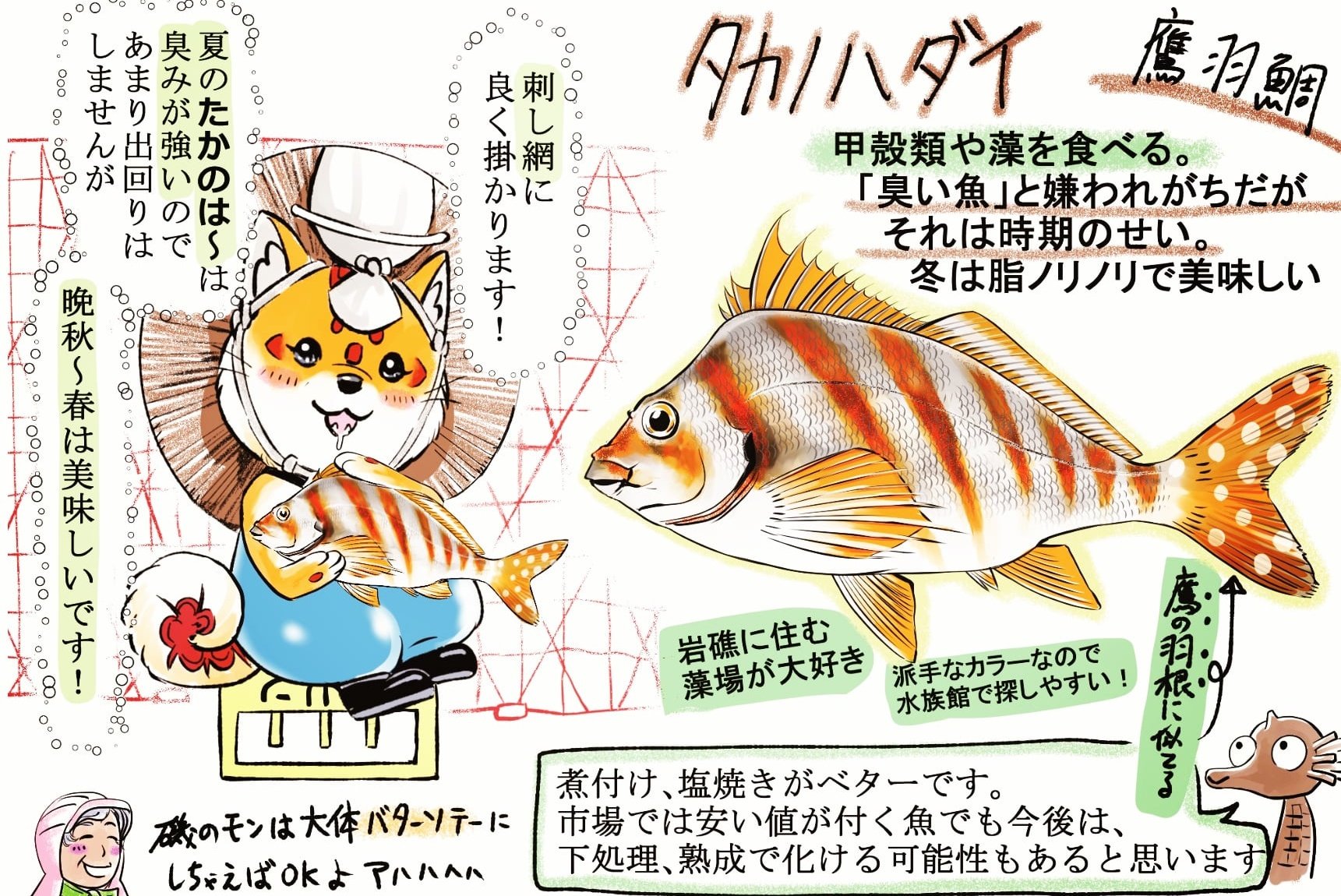 西川丸 ふなだまさんの魚話 貝 ボウシュウボラ 美味 身に弾力があり派手な橙色で毒々しい 身 足 の滑りを洗い お刺身で食べる ホラの唾液腺に毒がある 舌にあたるとピリピリと苦く ペッと吐き出せば大体は事なきを得る毒 個人の感想です 貝殻