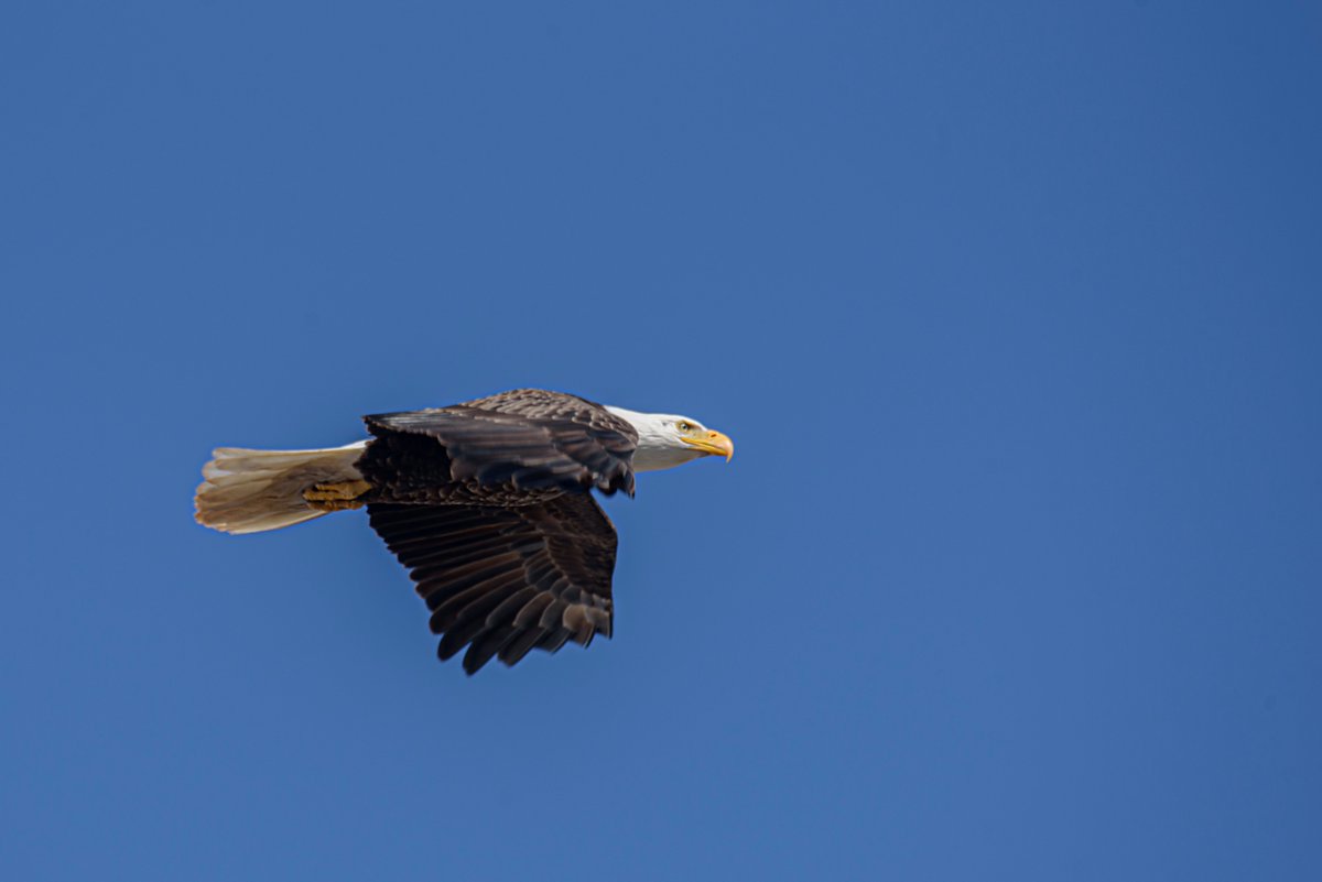 TrishaBourque's tweet photo. Any day #Kitpu comes in for a close fly-by, is a good day filled with his blessings. https://t.co/NwJJOtzFnY