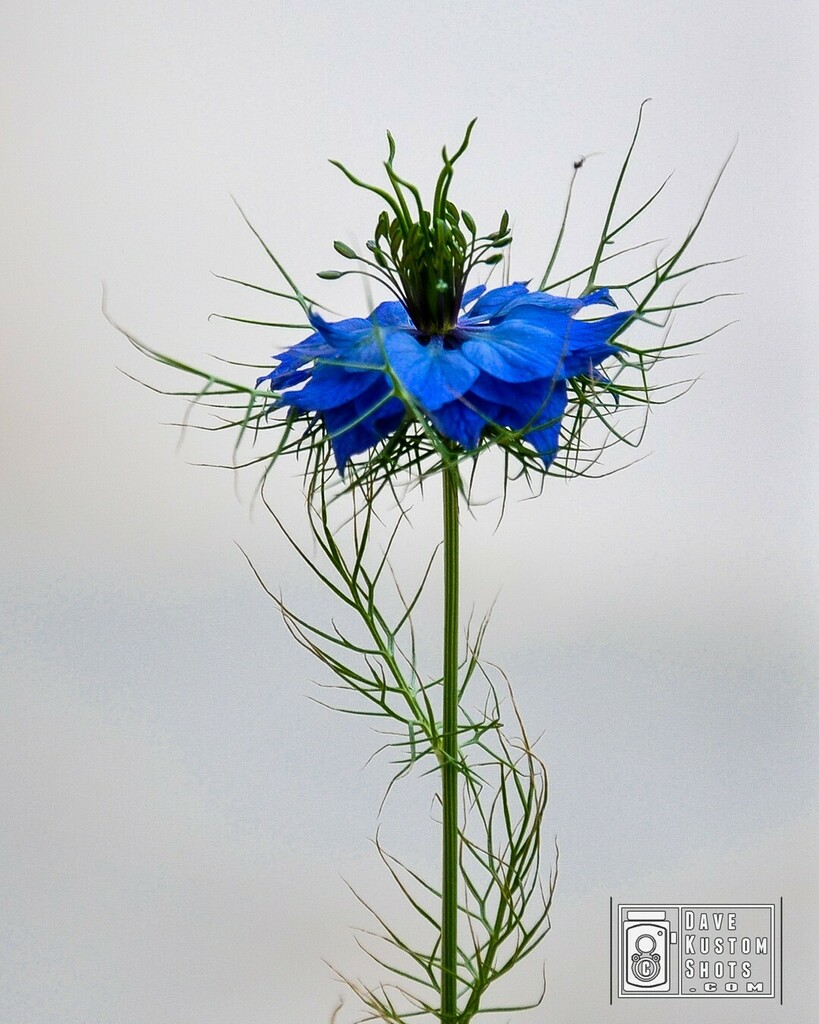 DaveKustomShots's tweet photo. Spring in blue and green.
#OutdoorShooting #NatureArt #SpringSummer #Petal_Perfection #SummerMood #NatureLover_GR #SummerFeeling #NaturePic #Nature_Cuties #SummerReady #Nature_Up_Close #NatureHippys_ #Nature_Featuring 
#DKSMemories #DaveKustomShots #Buil… https://t.co/B6IlD8WBxF https://t.co/i10gf2mK89
