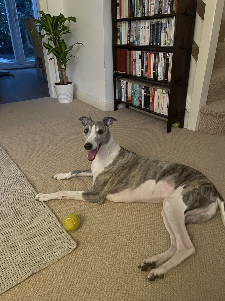 morley_charles's tweet photo. @dog_rates This is Sidney - a very happy (good boy) whippet #NationalPuppyDay https://t.co/2dV0NNBhum