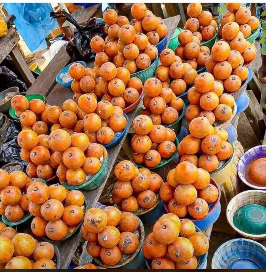 morakinyo1tunde's tweet photo. African Star Apple )Agbalumo or Udara). 😋 only grows wild in rainforest &amp; is hardly planted. We take its existence for granted. With forests being cleared, unless we start planting it, the agbalumo is in danger of becoming extinct. Let us plant #indigenoustrees! @TreeRevivalTeam https://t.co/jsYYWKZQqP