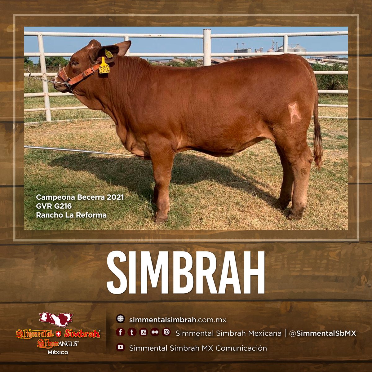 SimmentalSbMX's tweet photo. #SimbrahMexicano la raza comprobada de Doble Propósito.
.
Campeona Becerra 2020
GVR G216 del Rancho La Reforma
.
#Simmental #Simbrah #Simmangus #SimmentalSimbrah #SimmentalSimbrahSimmangus #HistoriaSimmental https://t.co/OSsk75FTEu