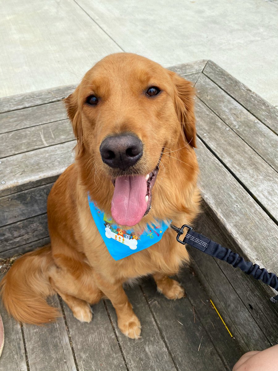 _mishm's tweet photo. @dog_rates Joy of my life https://t.co/yAczHfWQmq