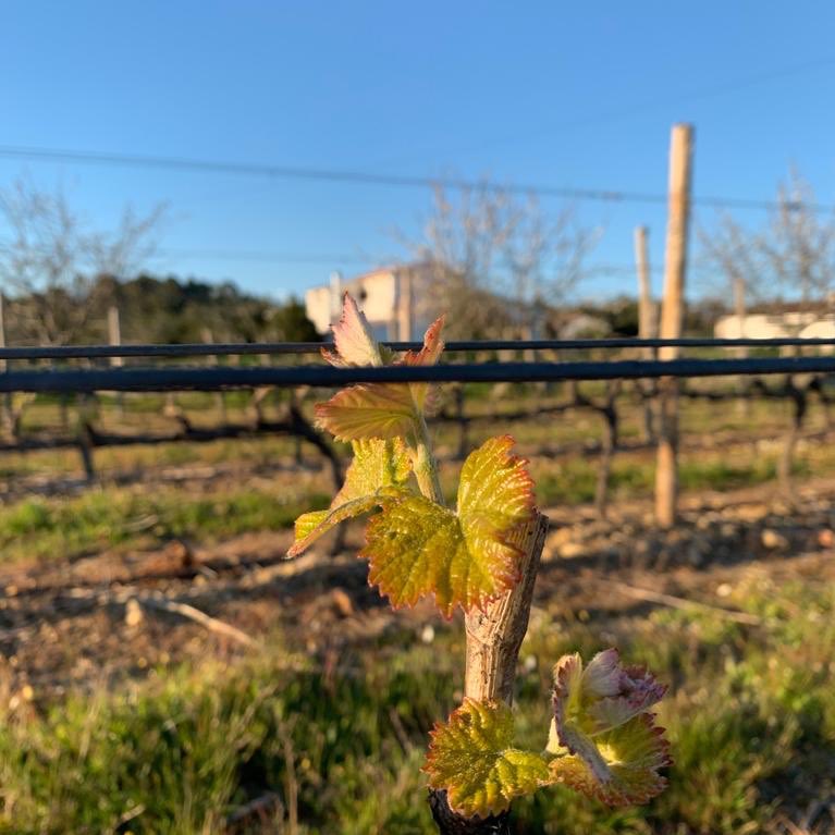 montebarbo's tweet photo. Início de mais uma Primavera no Monte Barbo. #montebarbo #proencaanova #beirainterior https://t.co/q1s2q1XgZM
