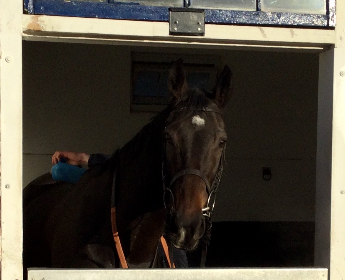 Photo finish for Tierra Verde at Taunton this afternoon who narrowly misses on her win over fences. Thrill all the way for Greenlands racing syndicate, and a great ride from Jack Foley for the team ⁦<a href="/ELavelleracing/">Emma Lavelle</a>⁩. Love that mare!