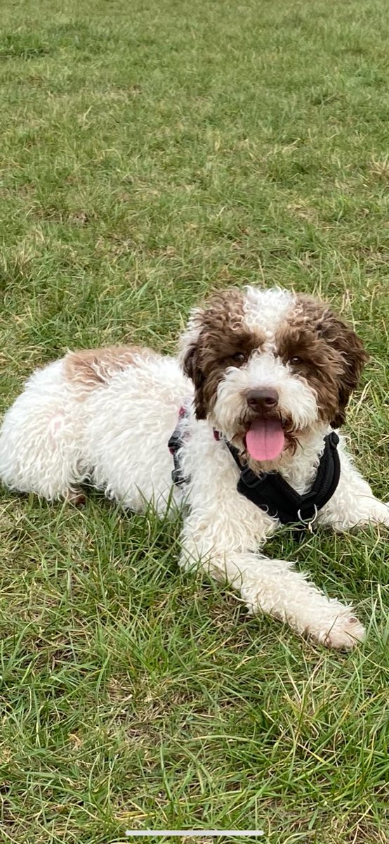 LawNetUK's tweet photo. Next up on #NationalPuppyDay is Roma, who is enjoying the onset of Spring with less muddy walks. #DogsofLawNet https://t.co/vG6RKEk5zG