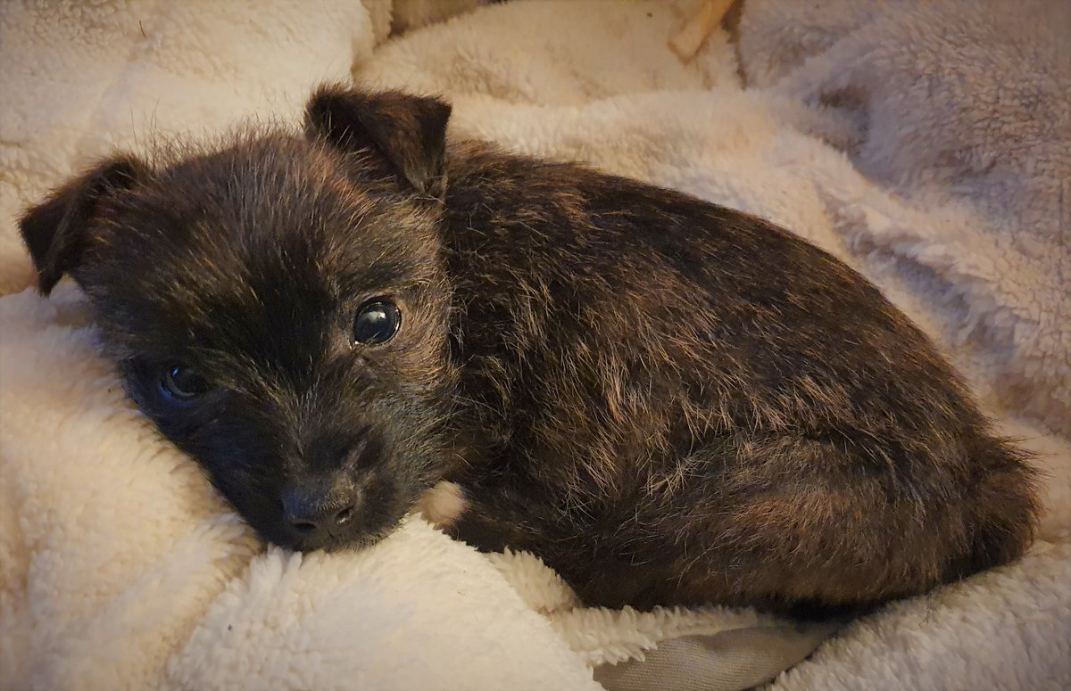 #NationalPuppyDay 
Gypsy, Queenie &amp; Rosie🐾🐶😊