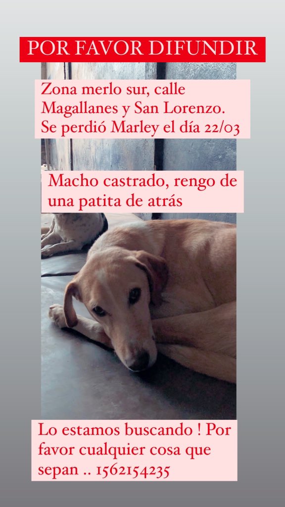agostinabongi's tweet photo. Por favor ME AYUDAN CON UN RT? Lo necesitamos encontrar 😞 zona MERLO https://t.co/O0DFUrvlWr