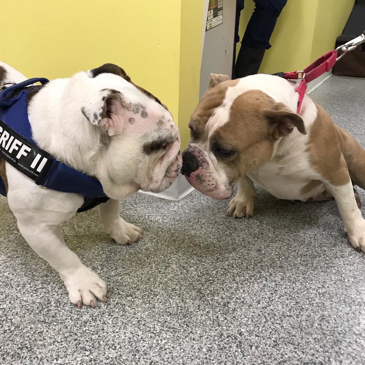 In honor of #NationalPuppyDay , I will be sharing all kinds of “puppies” that I met on my #GriffsKONGGiveaway visit to <a href="/AHeinz57/">AHeinz57 Pet Rescue</a> this morning! I want to kick it off with my good pal Harley. She’s a 5 year old bulldog that acts like she’s 5 MONTHS old.