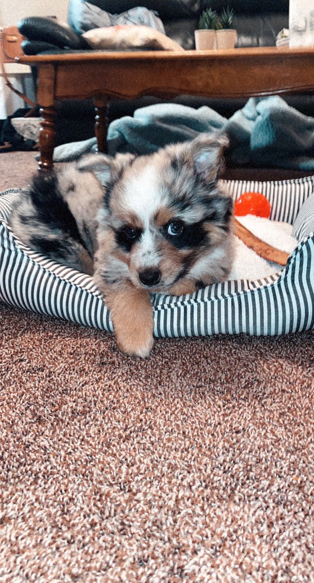 emerytenille's tweet photo. How it started vs how it’s going🥺still the cutest pup #nationalpuppyday https://t.co/AnO5xl0zb4