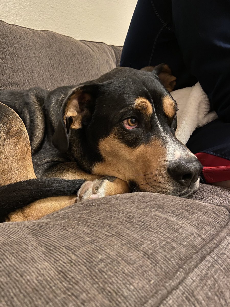 BlumbergJake's tweet photo. @dog_rates @dog_feelings https://t.co/8nMkyvVMiW