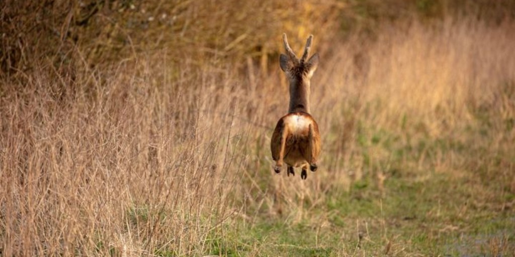 BritishDeerSoc's tweet photo. We have lift off!
Thank you to James Adams-Foord for sharing his photo of a roe caught in mid air.
#deer #WildlifePhotography #InMidAir https://t.co/ic6ZgVABp1