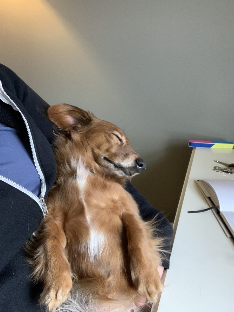 kimrally's tweet photo. @dog_rates Having a hard time making it through third Zoom meeting of the morning. https://t.co/ottq6F3HfV