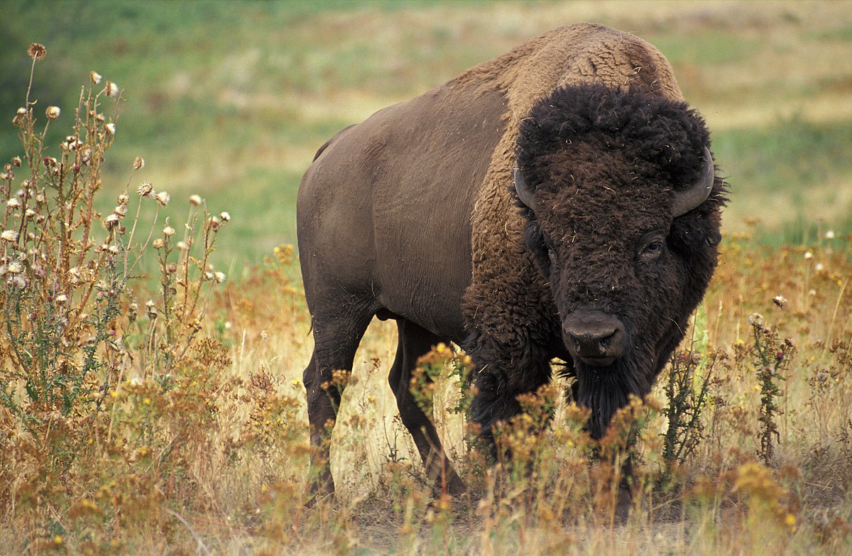 ACCC (@acccathletics) on Twitter photo Tale of the Tape. The Bison‼️
🦬Standing 6⃣ft. tall and weighing 2,000 pounds
🦬Largest mammal in North America
🦬Can run up to 40 mph
🦬Eat up to 24 pounds of food a day
The Bison reside in Wadley, AL. <a href="/SUSCCNews/">Southern Union</a> <a href="/SUSCC_Athletics/">SU Athletics</a> Tale of the Tape. The Bison‼️
🦬Standing 6⃣ft. tall and weighing 2,000 pounds
🦬Largest mammal in North America
🦬Can run up to 40 mph
🦬Eat up to 24 pounds of food a day
The Bison reside in Wadley, AL. <a href="/SUSCCNews/">Southern Union</a> <a href="/SUSCC_Athletics/">SU Athletics</a>