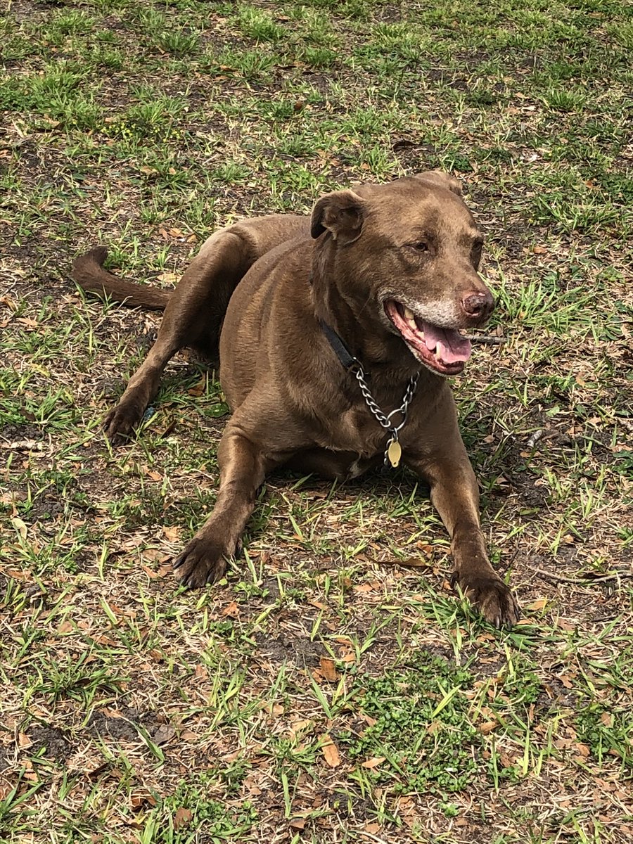 Cooperthebrown1's tweet photo. Happy #tongueouttuesday ! #CorgiCrew #browndogsrule https://t.co/qm3WV1jTHl
