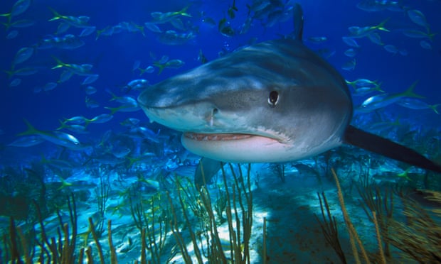 FIU College of Arts, Sciences & Education (@fiucase) on Twitter photo Study finds #sharks are critical to restoring damaged ecosystems.
"When everything is hunky dory, we might not realize how important predators are. When things go wrong...that’s when you can see the importance of predators." <a href="/MikeHeithaus/">Mike Heithaus</a>
theguardian.com/environment/20… via <a href="/guardian/">The Guardian</a> Study finds #sharks are critical to restoring damaged ecosystems.
"When everything is hunky dory, we might not realize how important predators are. When things go wrong...that’s when you can see the importance of predators." <a href="/MikeHeithaus/">Mike Heithaus</a>
theguardian.com/environment/20… via <a href="/guardian/">The Guardian</a>