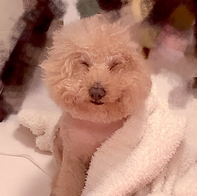 現在11歳のチャチャおじ🐶w https://t.co/58Y1swo1dj