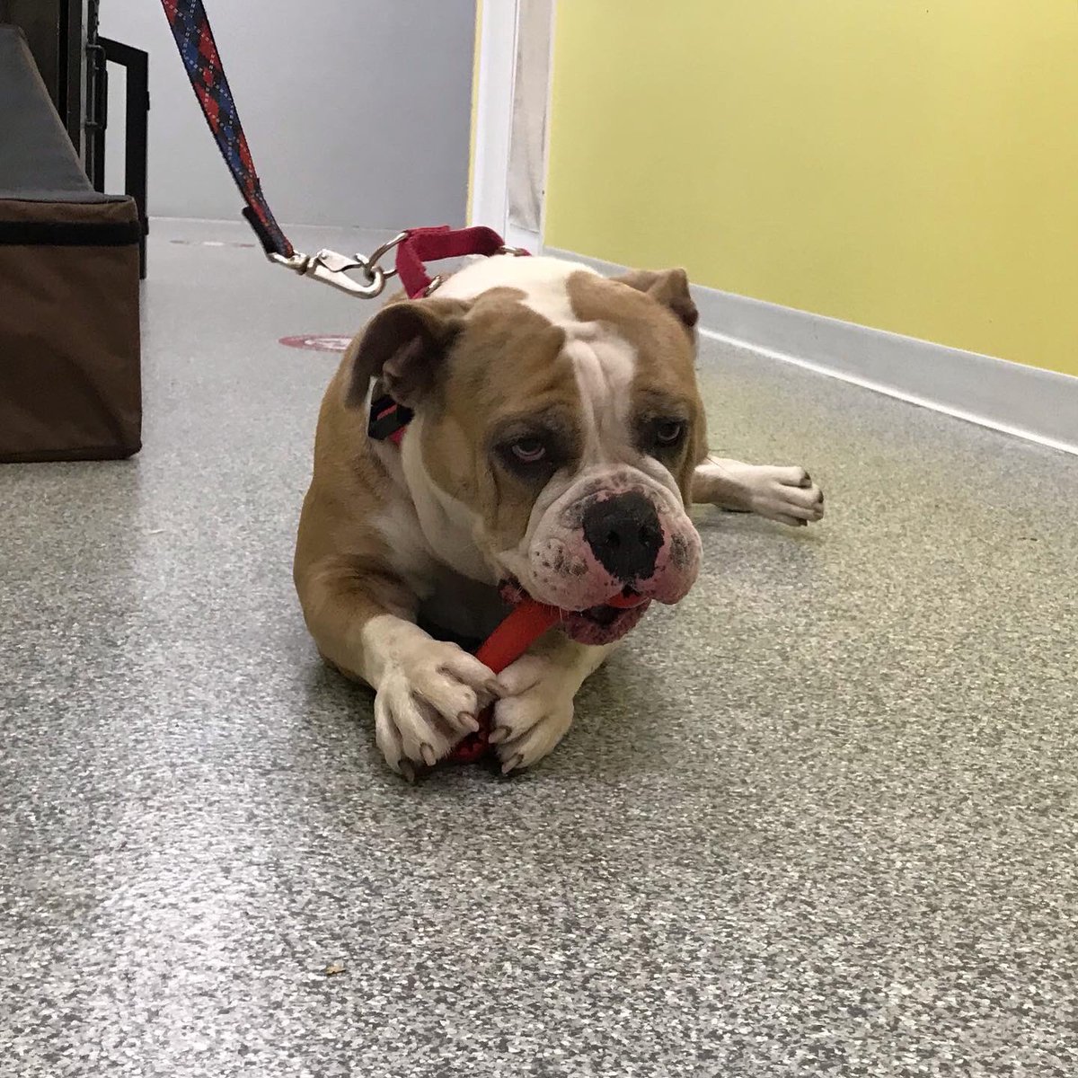 And with this KONG, Harley and I are BFFs. #GriffIIForRescue #GriffsKONGGiveaway #DSMHometownDog <a href="/DrakeUniversity/">Drake University</a> <a href="/AHeinz57/">AHeinz57 Pet Rescue</a>