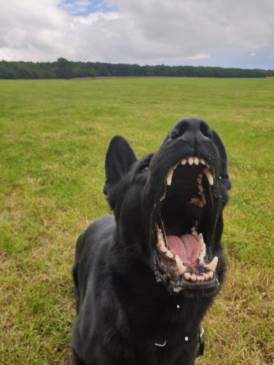 StaffsDogs's tweet photo. Considerable amount of damage caused last night to a property in chasetown. Offenders run off into woods hiding up from officers. Pd Neo called in to play hide and seek. 2 males located by PD Neo trying to hide.
It may be dark but Neo's nose knowsπΎπΎ https://t.co/frrktZ2xeX