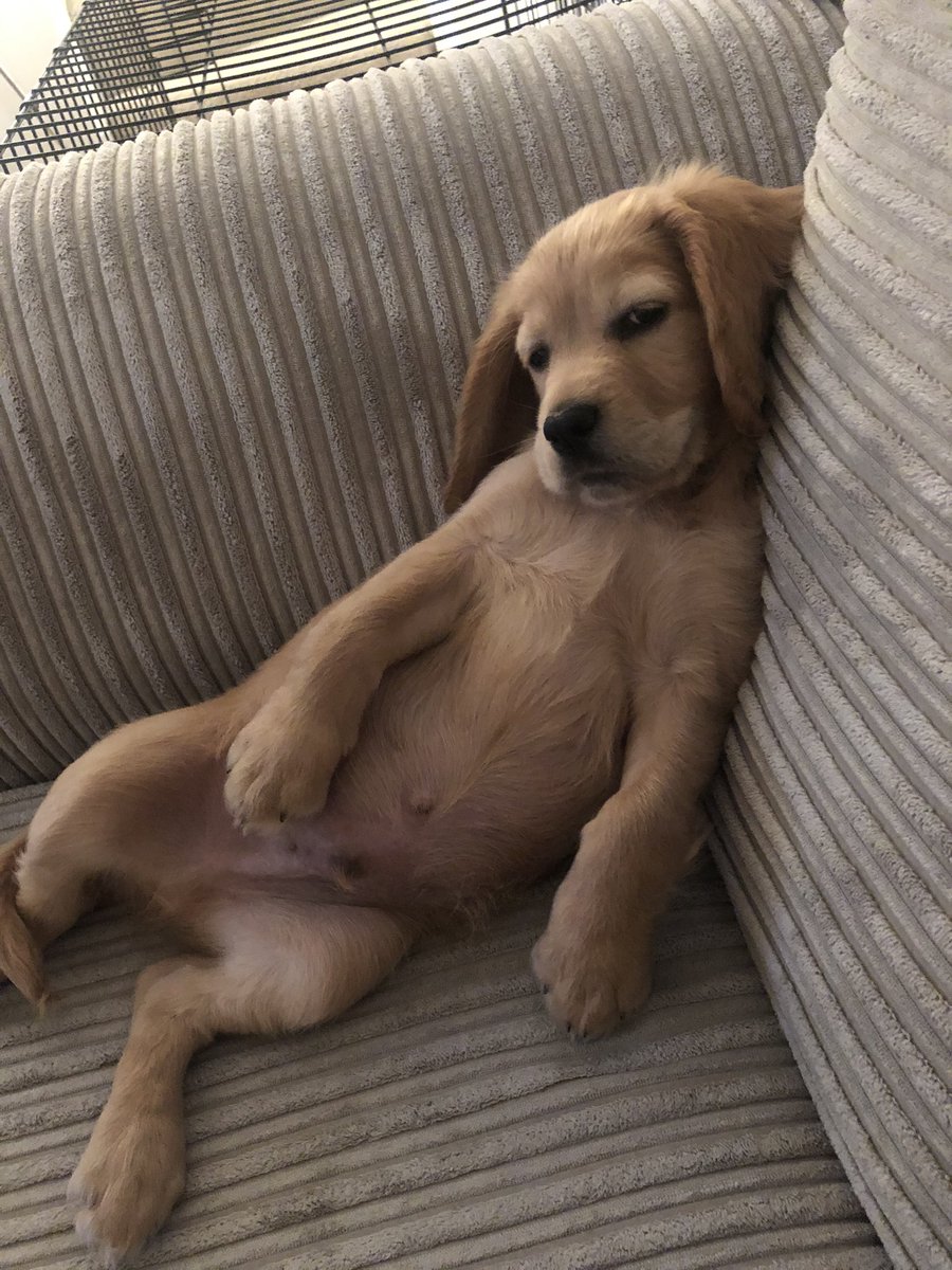 KNunnx's tweet photo. @boohoo This is Reggie, fed up with lockdown 😂 https://t.co/QqNOWhoSqa