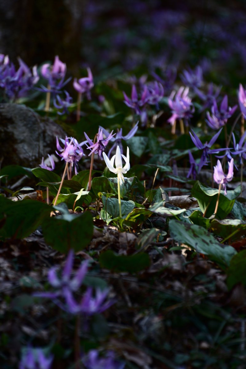 kuni_mizomizo's tweet photo. 久しぶりの写真撮影!
地元では、有名なカタクリの花の群生地です。
#ぶらりPhoto
#ぶらりフォト散歩 #PhotoWalker #LocalJapanPhoto #LocalJapanSpot #localjapanlife #instagramjapan #localjapantrip https://t.co/Wt9YQwUs2Z