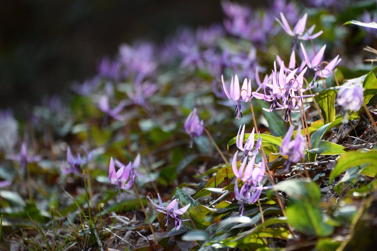 kuni_mizomizo's tweet photo. 久しぶりの写真撮影!
地元では、有名なカタクリの花の群生地です。
#ぶらりPhoto
#ぶらりフォト散歩 #PhotoWalker #LocalJapanPhoto #LocalJapanSpot #localjapanlife #instagramjapan #localjapantrip https://t.co/Wt9YQwUs2Z